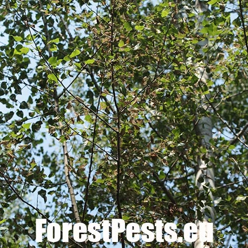 Liskavka Phyllodecta vitellinae