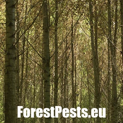 Liskavka Phyllodecta vitellinae