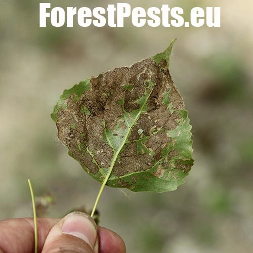 Liskavka Phyllodecta vitellinae