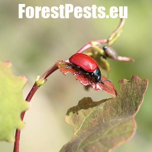 Liskavka topoľov&aacute;