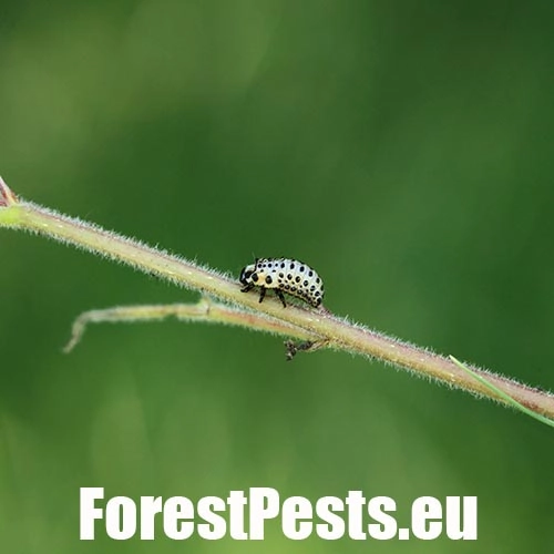 Liskavka topoľov&aacute;