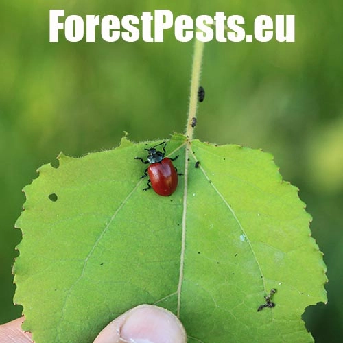 Liskavka topoľov&aacute;