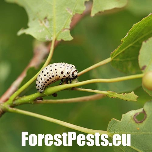 Liskavka topoľov&aacute;