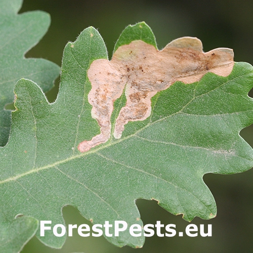 List&aacute;rka dubov&aacute;