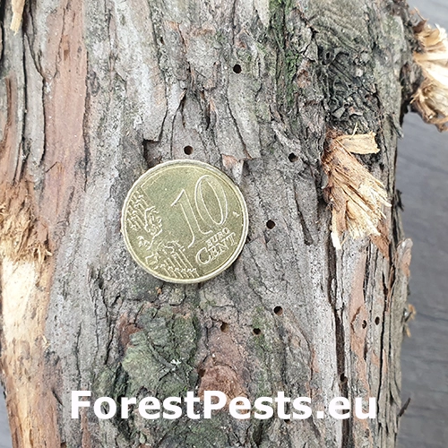 Lykokaz borievkov&yacute;