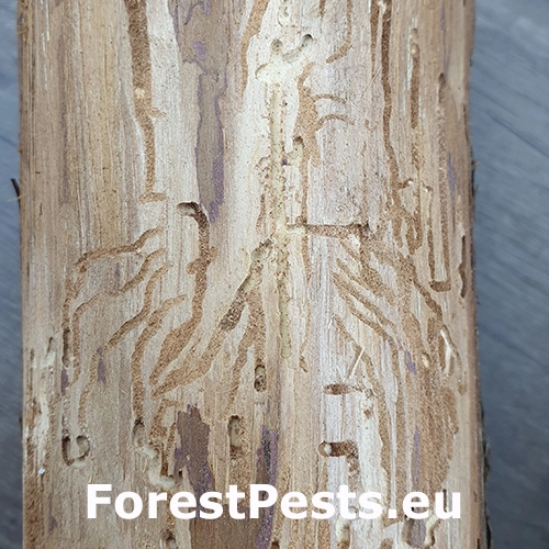 Lykokaz borievkov&yacute;