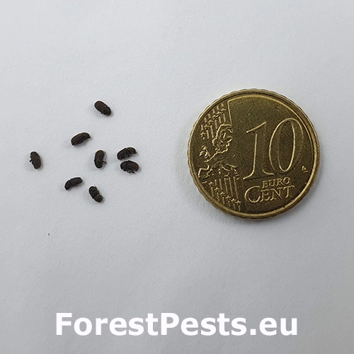 Lykokaz borievkov&yacute;