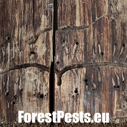 Lykokaz borinov&yacute;