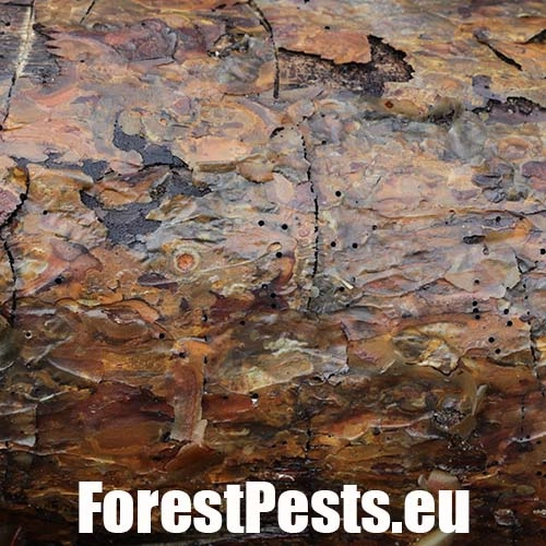 Lykokaz borinov&yacute;