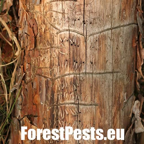 Lykokaz borinov&yacute;