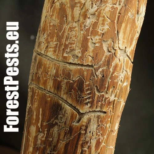 Lykokaz borinov&yacute;