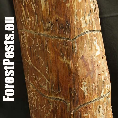 Lykokaz borinov&yacute;