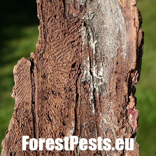 Lykokaz borovicov&yacute;