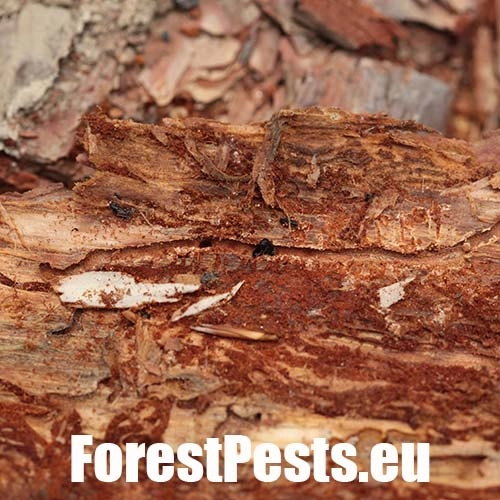 Lykokaz borovicov&yacute;