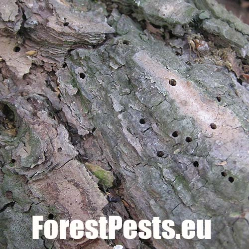 Lykokaz borovicov&yacute;