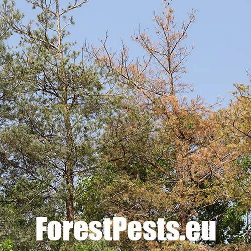 Lykokaz borovicov&yacute;