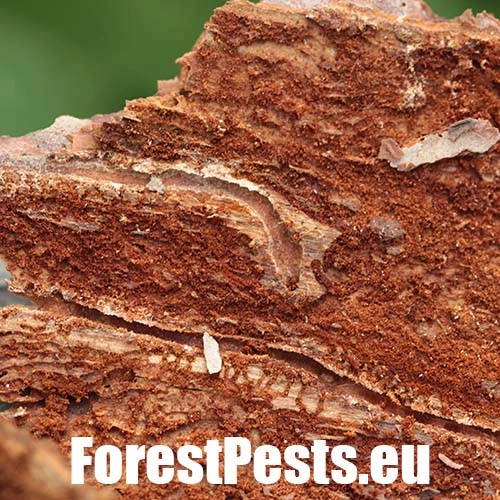 Lykokaz borovicov&yacute;