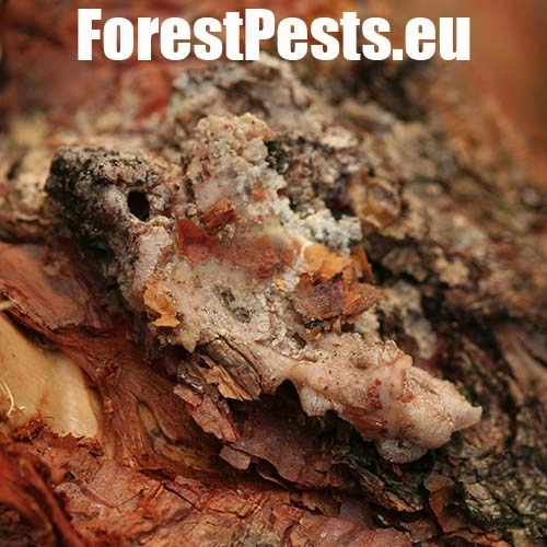 Lykokaz borovicov&yacute;