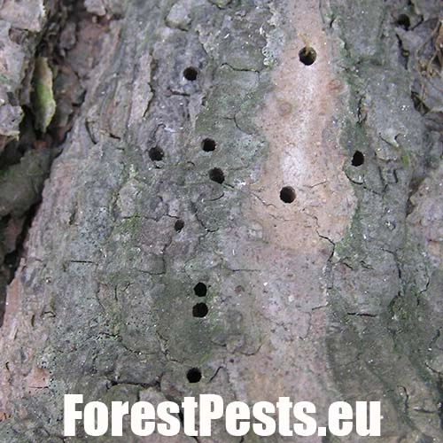 Lykokaz borovicov&yacute;