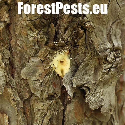 Lykokaz borovicov&yacute;