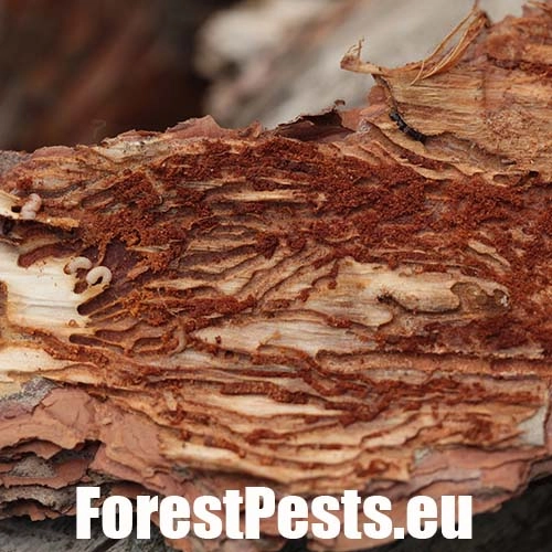 Lykokaz borovicov&yacute;