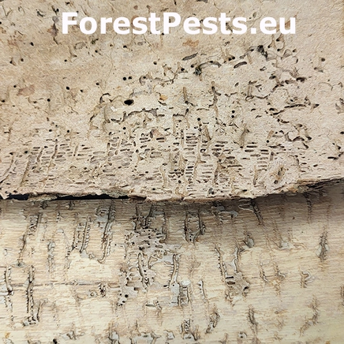 Lykokaz brestov&yacute;