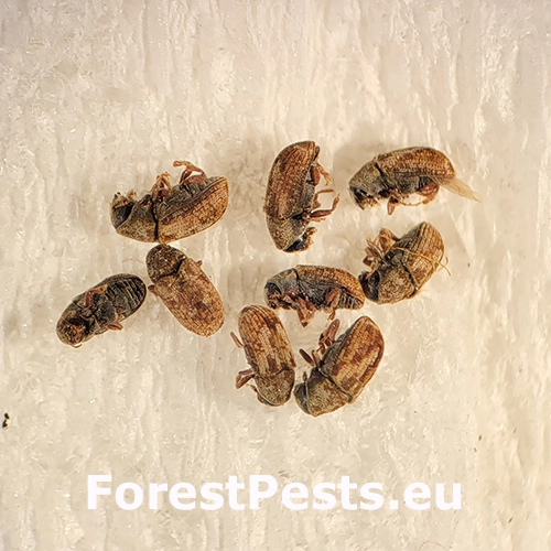 Lykokaz brestov&yacute;