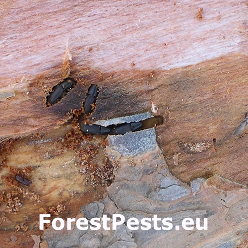 Lykokaz chlpat&yacute; 