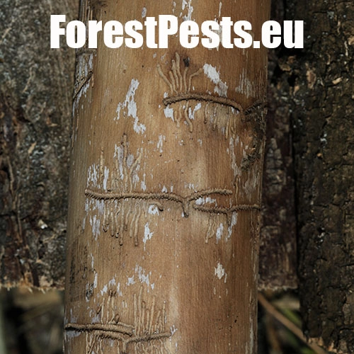 Lykokaz jaseňov&yacute;