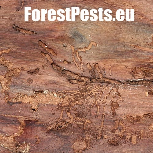 Lykokaz matn&yacute;