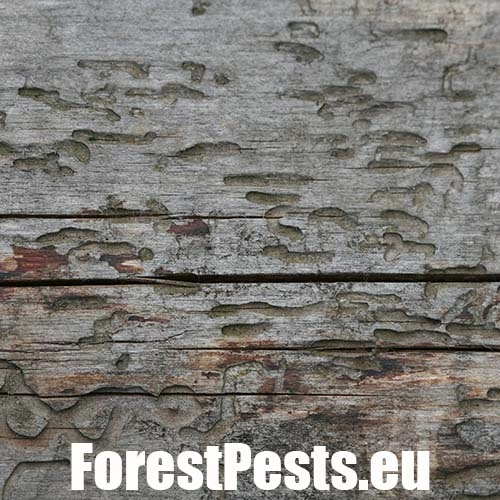 Lykokaz matn&yacute;