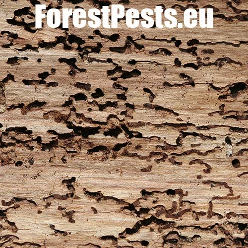 Lykokaz matn&yacute;