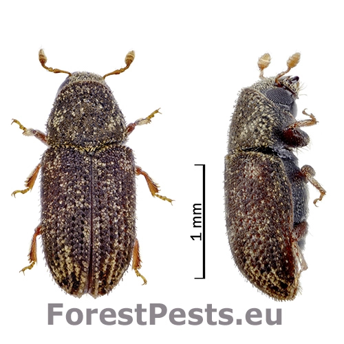 Lykokaz Pteleobius kraatzi