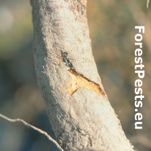 Lykokaz sadenicov&yacute;