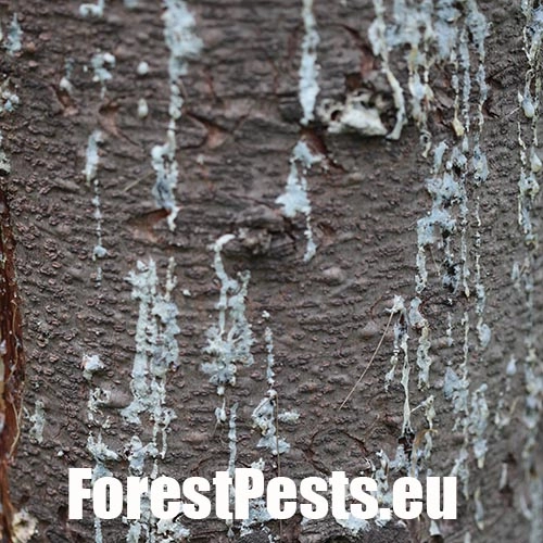 Lykokaz smrekov&yacute;