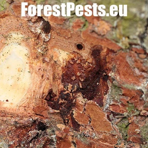 Lykokaz smrekov&yacute;