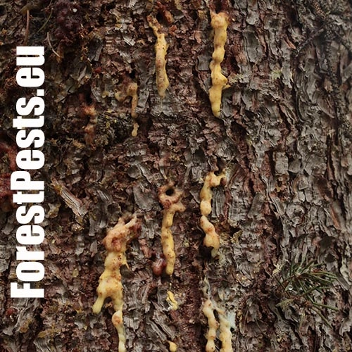 Lykokaz smrekov&yacute;