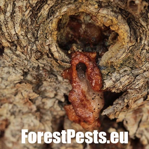 Lykokaz smrekov&yacute;