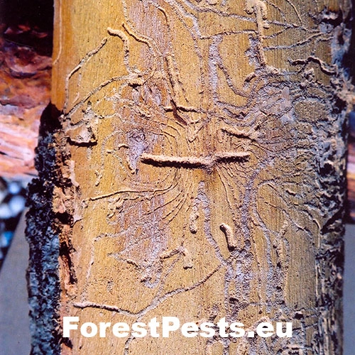 Lykokaz zrnit&yacute;