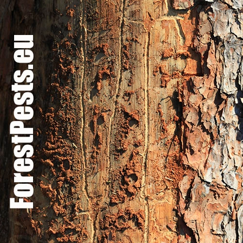 Lykožr&uacute;t borovicov&yacute; 