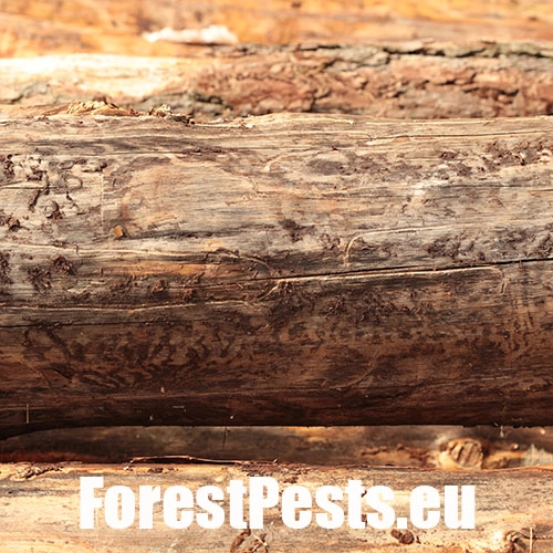 Lykožr&uacute;t borovicov&yacute; 