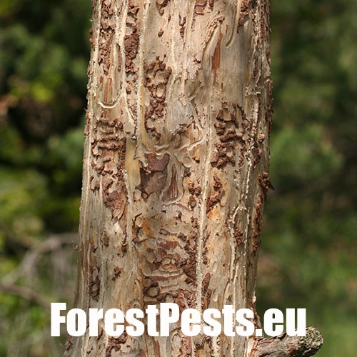 Lykožr&uacute;t borovicov&yacute; 