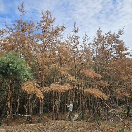 Pasívne chrobačiare v mladom poraste na Záhorí