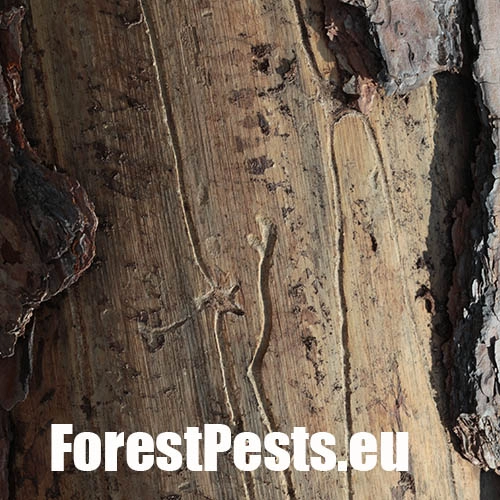 Lykožr&uacute;t borovicov&yacute; 