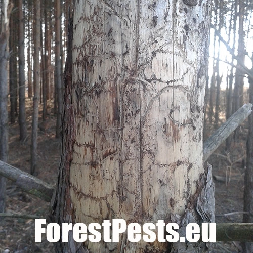 Lykožr&uacute;t borovicov&yacute; 