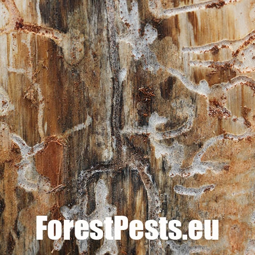 Lykožr&uacute;t borovicov&yacute; 