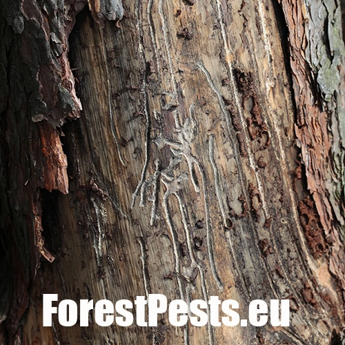 Lykožr&uacute;t borovicov&yacute; 