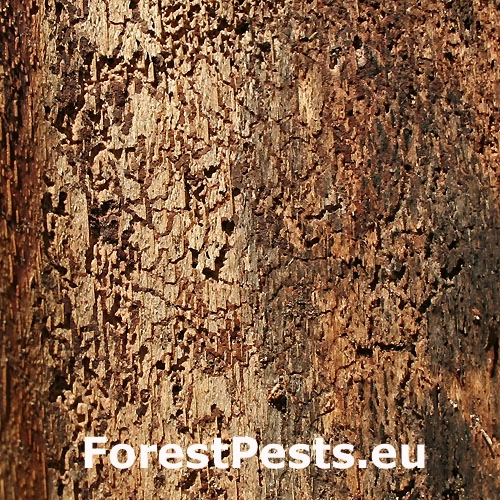 Lykožr&uacute;t bukov&yacute;