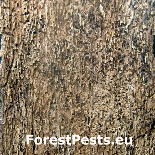 Lykožr&uacute;t bukov&yacute;