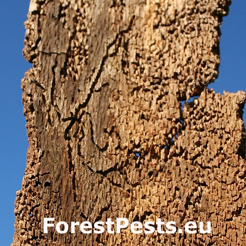 Lykožr&uacute;t bukov&yacute;